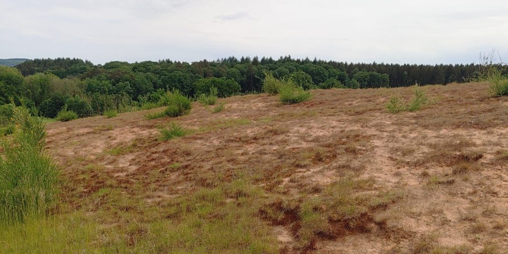 Auf dem Platz sorgt der sandige Unterboden dafür, dass sich artenreiche Magerrasenwiesen besonders gut entwickeln. Diese gelten als extrem wertvoll und sind aufgrund des lichten Grases kein großes Hindernis beim Suchen des Balles.