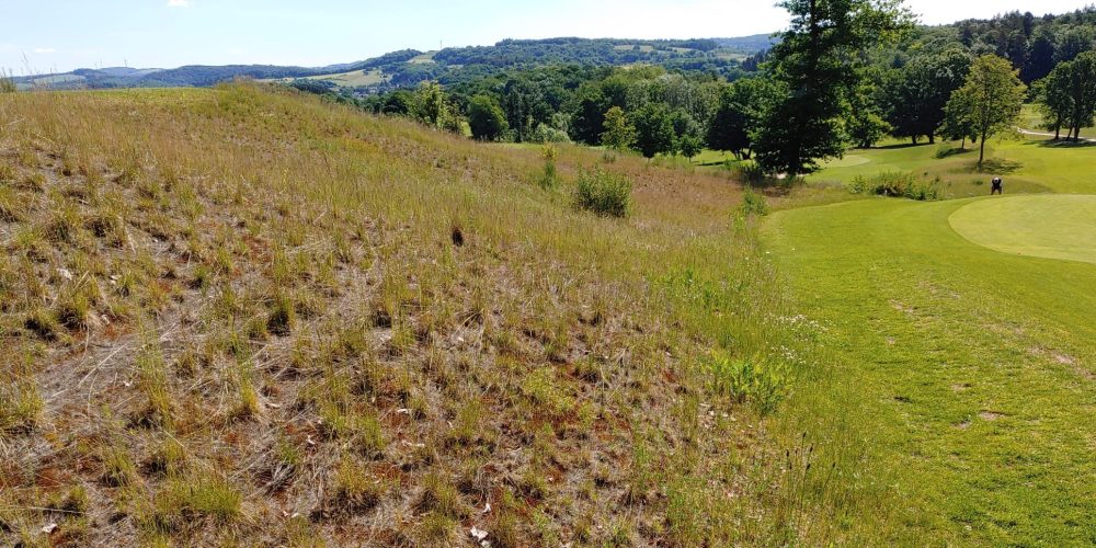 Auffallend sind auch die zahlreichen Abbruchkanten und sandigen Stellen vor allem auf den 9-Löcher-Schleifen A und B. Hier fühlen sich zum Beispiel Sand- und Wildbienen sehr wohl. Auch deshalb legen wir Wert darauf, dass diese Bereiche nicht von Gras- oder Ginster zugewuchert werden.