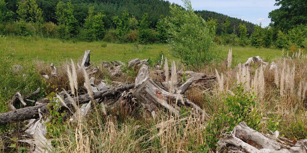 Besonders markant ist der große Totholzbereich am Par 3-Loch- 4B. Hier wurde ein Teil der gefällten Baumstämme aus der Bauphase liegengelassen. Inzwischen haben sich rund um das Holz zahlreiche Pflanzen angesiedelt, so dass sich hier ein großer Lebensraum für verschiedene Insekten und Kleintiere entwickelt hat.